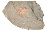 Colorful Kettneraspsis Trilobite With Pos/Neg - Timrzit , Morocco #270566-4
